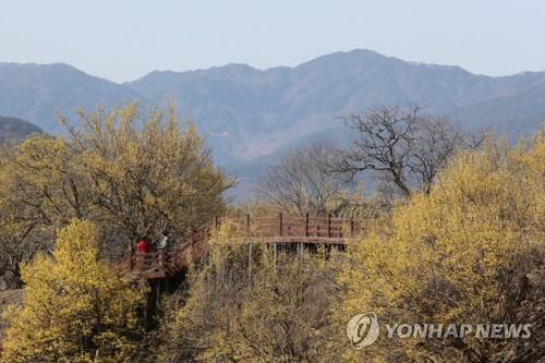 [#꿀잼여행] 호남권: 매화·산수유 이번 주 놓치면 내년 기다려야