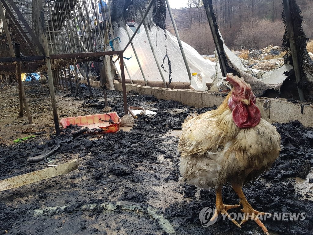 화재로 검게 그을린 닭