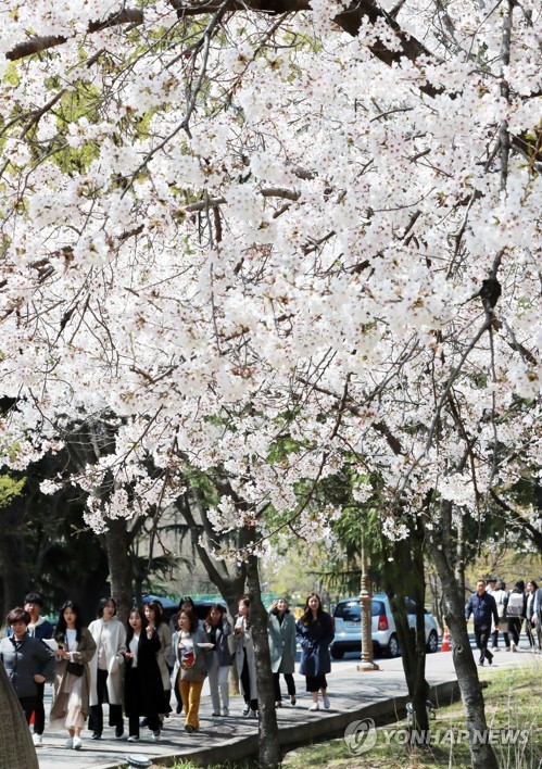 Cerisiers en fleurs