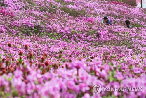 Colline de rosages