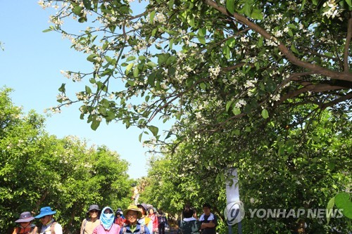 '감귤 꽃향기 속으로'…제주 감귤꽃길 걷기행사 열려