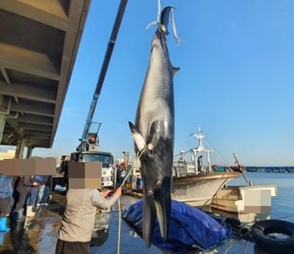 This file photo released by the Pohang Coast Guard on Oct. 19, 2020, shows a whale that was caught by accident by a fishing boat in Pohang, 374 kilometers south of Seoul. (PHOTO NOT FOR SALE) (Yonhap)