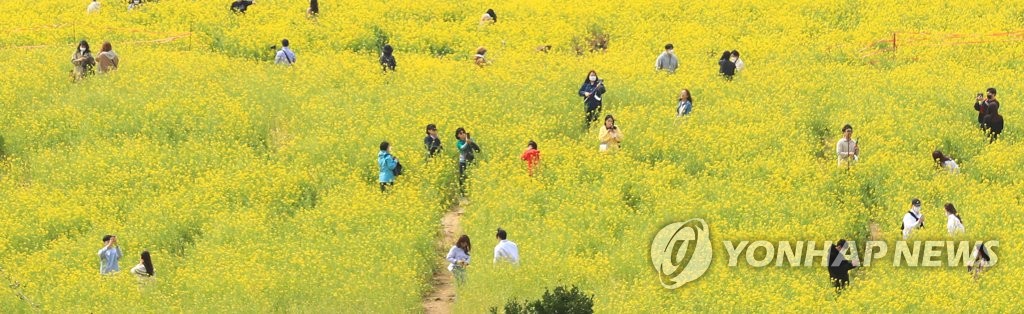 제주 유채꽃 삼매경