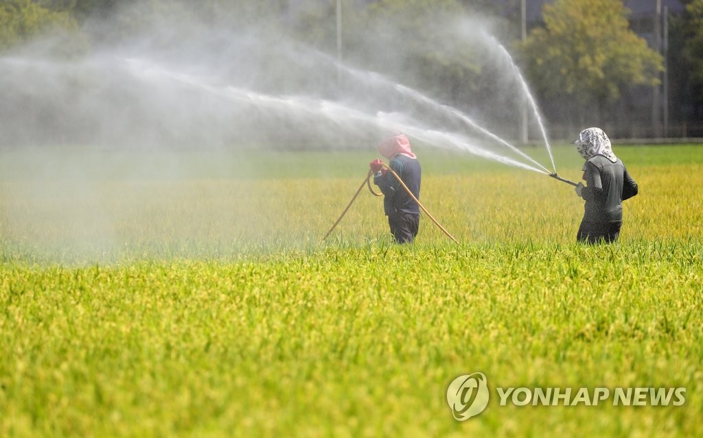 황금 들녘 꿈꾸며 | 연합뉴스