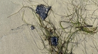 미국 헌팅턴비치 해변에 떠밀려온 기름 찌꺼기 '타르 볼'