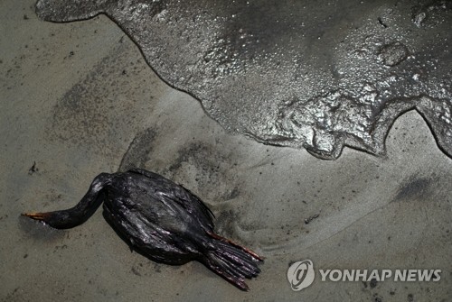 '통가 해저화산 폭발' 여파로 페루 해변서 기름에 오염돼 죽은 새