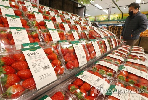 서울 한 대형마트에 진열된 딸기