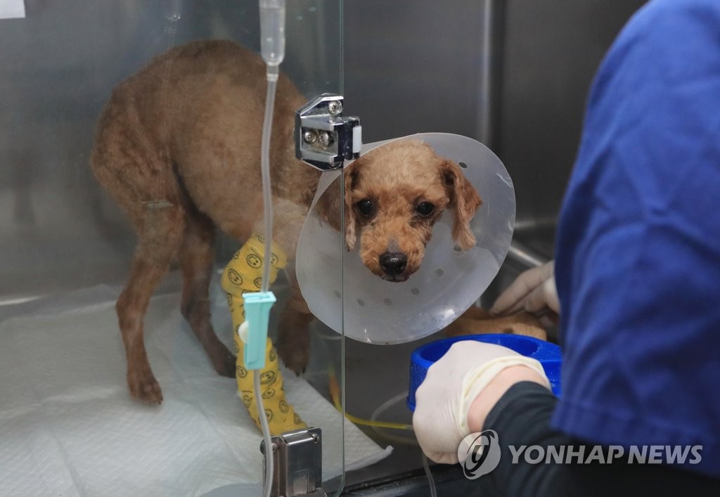 동물보호센터서 치료받는 학대 푸들