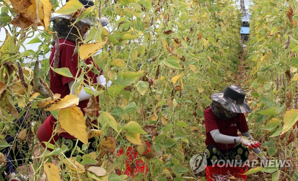 호랑이강낭콩 수확하는 농활 대학생들