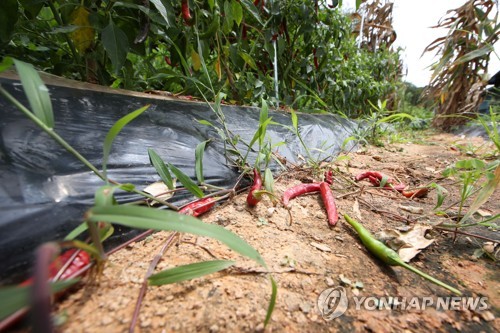 '폭염경보' 안성·양평서 밭일하던 80∼90대 2명 숨져