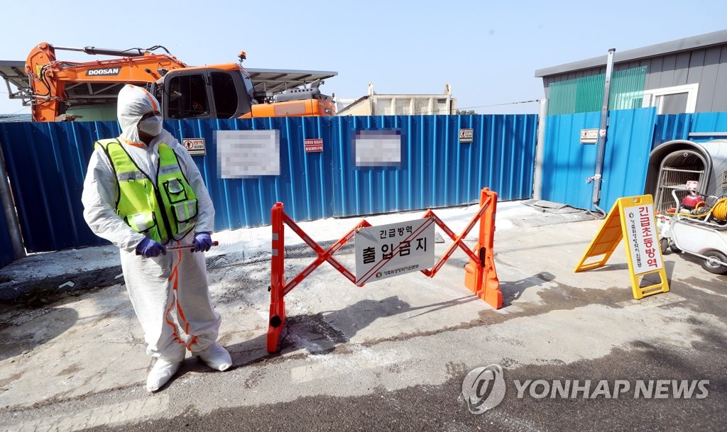 김포 돼지열병 발생…'긴급가축방역 중'