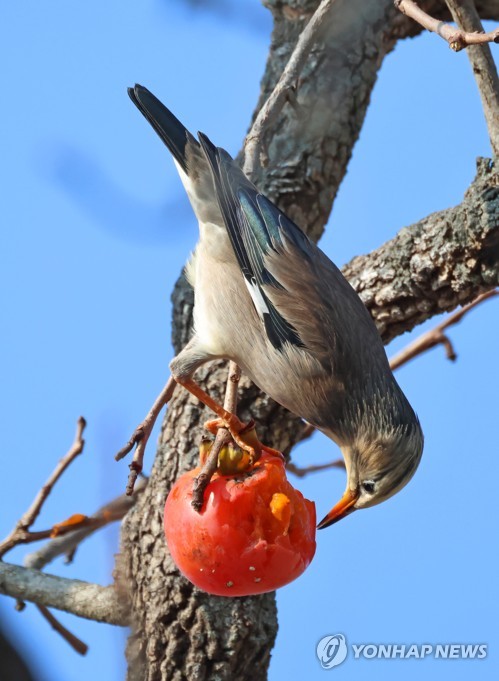 Persimmons for birds