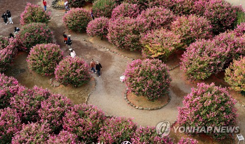 تفتح زهور كاميليا في جزيرة جيجو