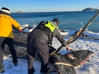 속초항 남방파제에서 혹등고래 죽은 채 발견