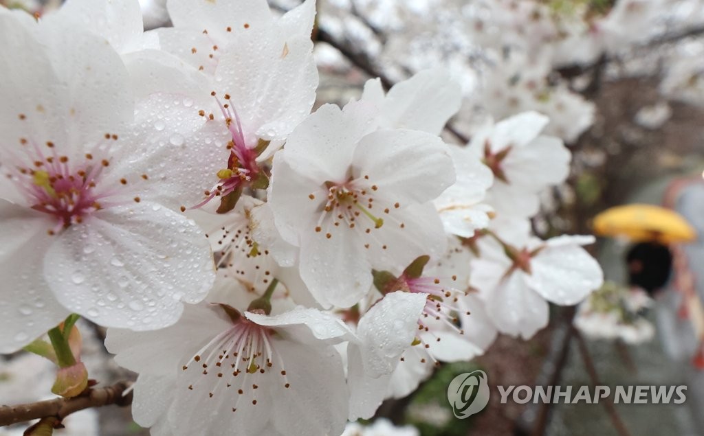 봄비 머금은 제주의 벚꽃