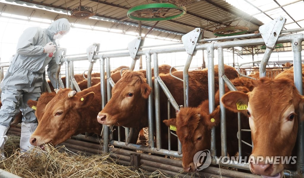 구제역 백신 일제 접종