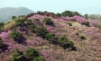 분홍빛 자태 뽐내는 강화 고려산 진달래 군락