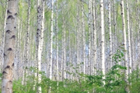 '순백과 연녹색의 하모니' 인제 자작나무숲 내달 4일 개방