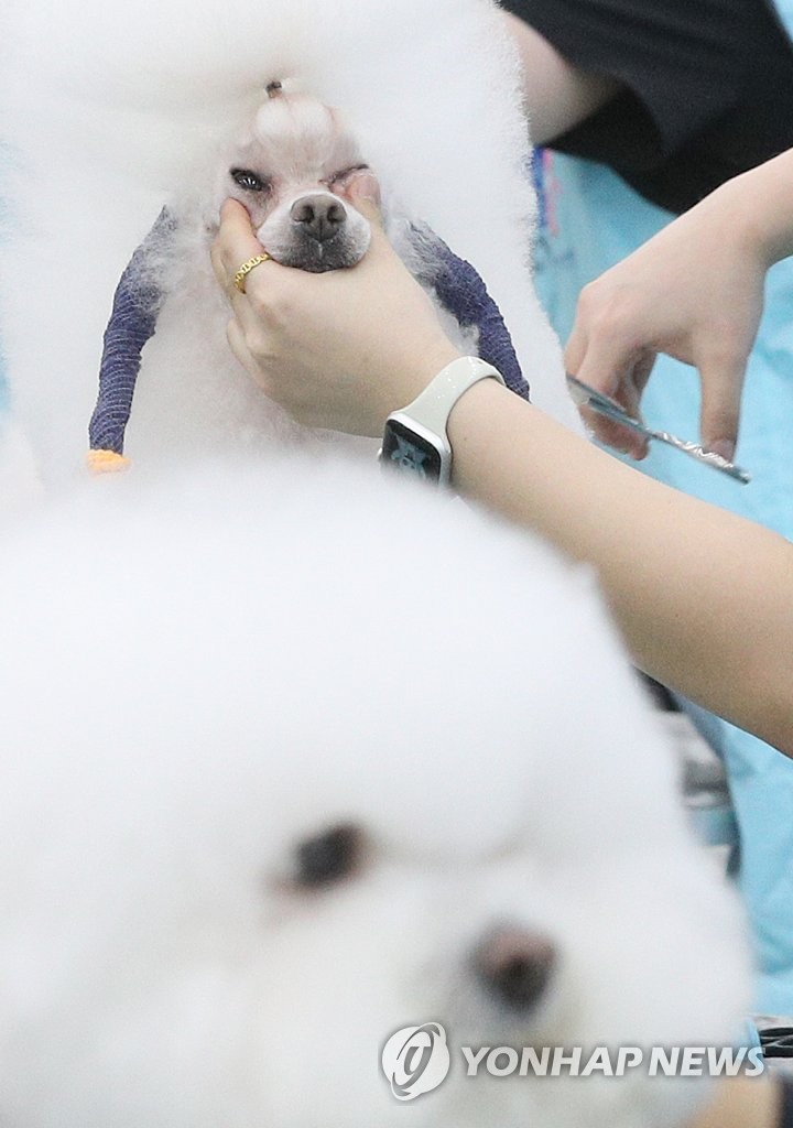 Dog cosmetician contest in S. Korea