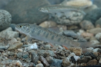 12월 멸종위기종 '열목어'…수온 상승, 서식지 훼손에 생존위협