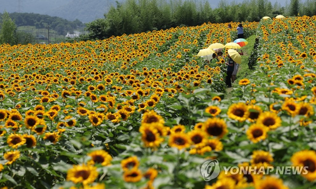보름 빨리 핀 함안 강주해바라기…군, 축제 앞당겨 22일 개막