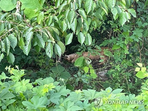 고령 목장 탈출 암사자 1시간만에 사살…"사자사육 이웃도 몰라"(종합2보)
