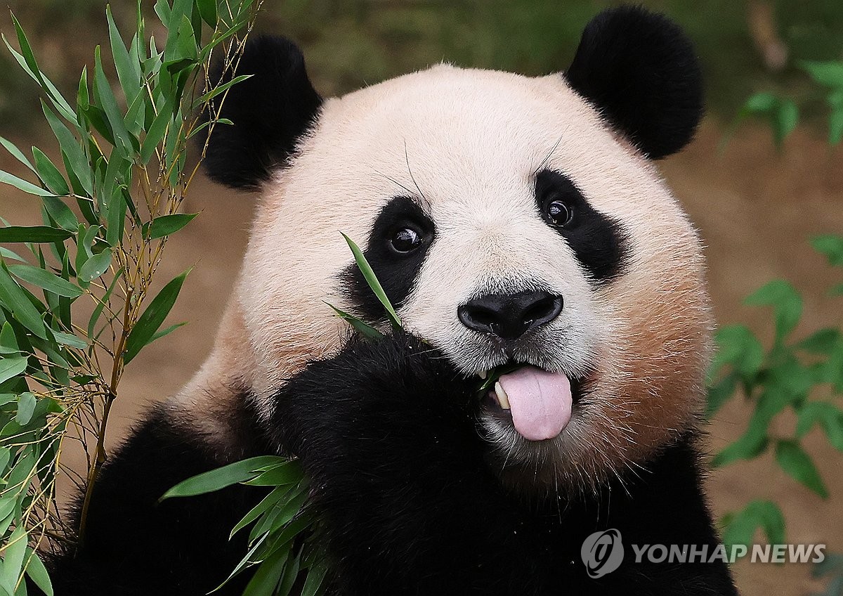 The Vulnerable Status of Giant Pandas: Factors contributing to