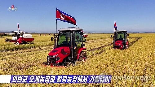 Rice harvest in N. Korea
