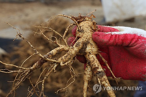 Harvesting Korean ginseng