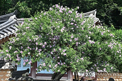 El árbol floral más antiguo del país