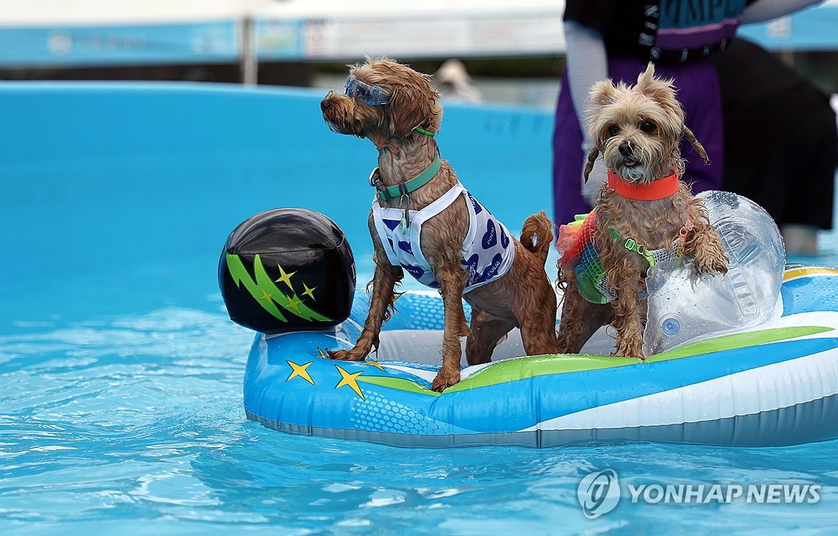 Public Dog Pool public-dog-pool