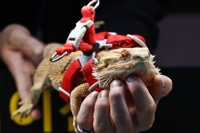 Lizard at pet exhibition