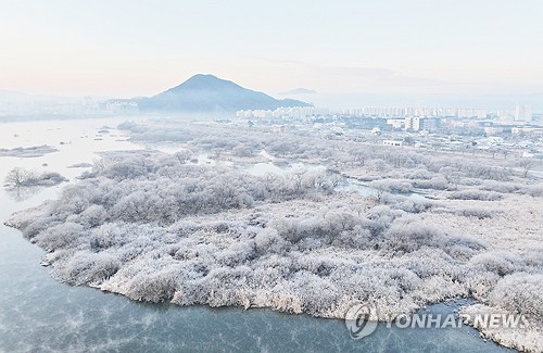 樹氷広がる