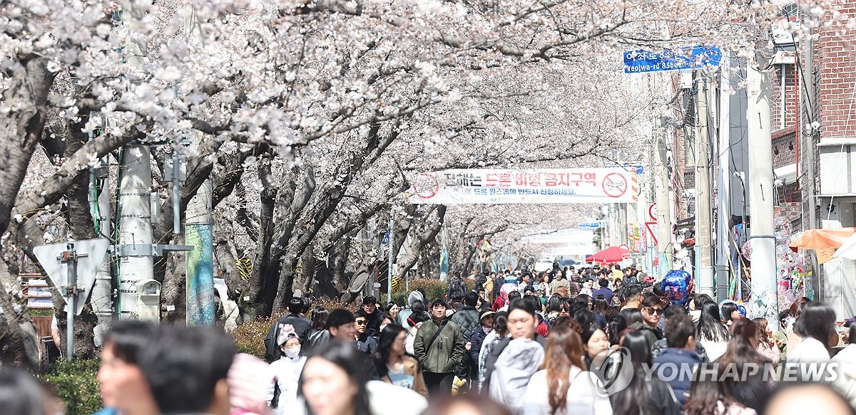 にぎわう韓国最大の桜祭り