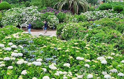 Jardín de hortensias en Jeju