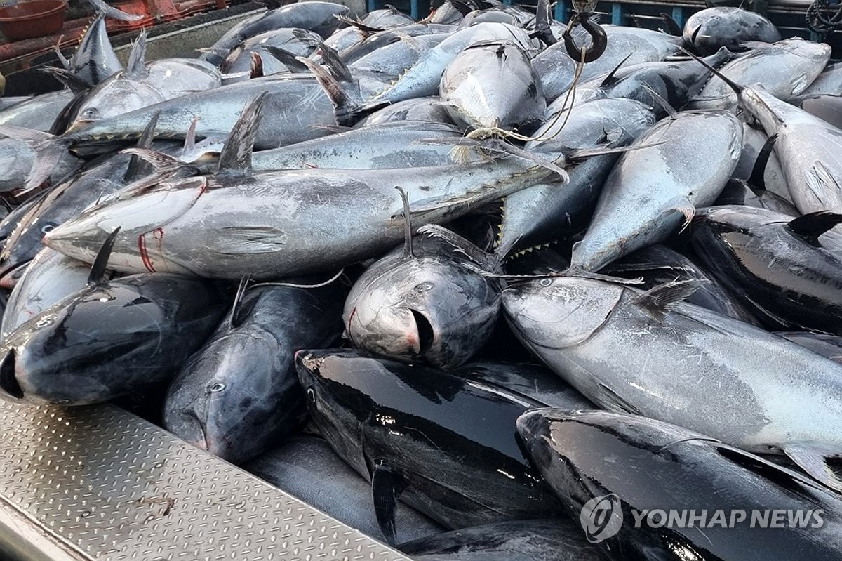 영덕 앞바다서 대형 참다랑어 무더기로 잡혀…"기후변화 …