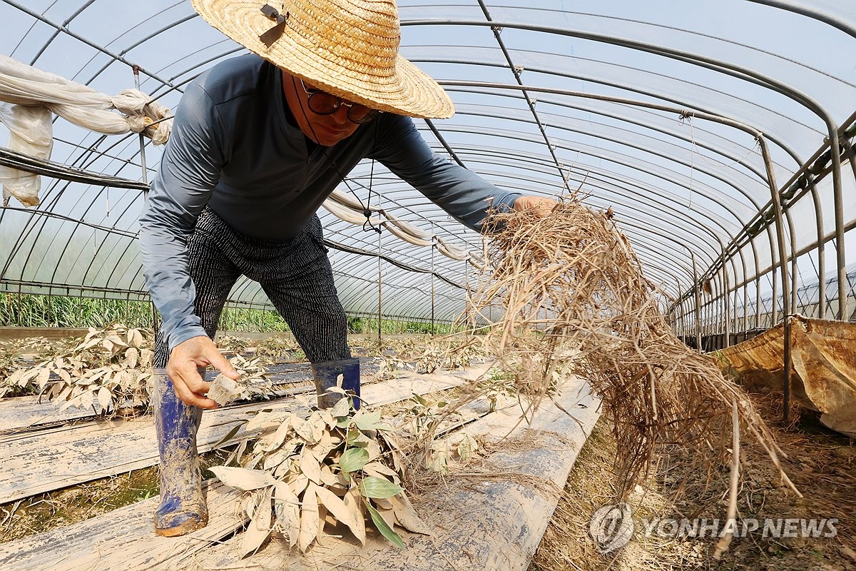 [르포] 재해보험 사각지대 '수해 보상' 농민에게는 '…