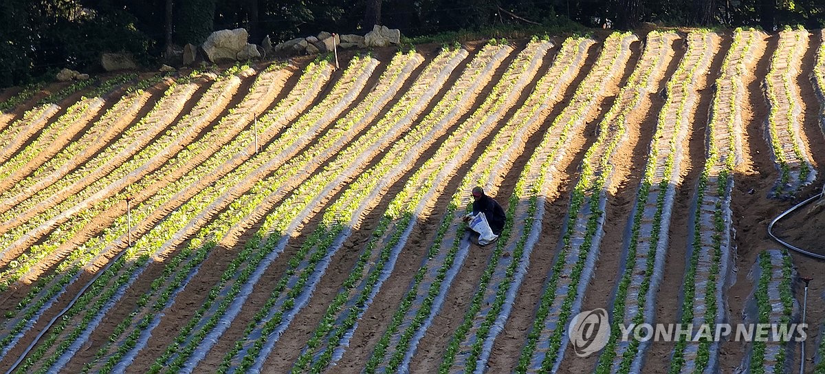 '여름 피서지' 대관령조차 낮 최고 33.2도…역대 가…