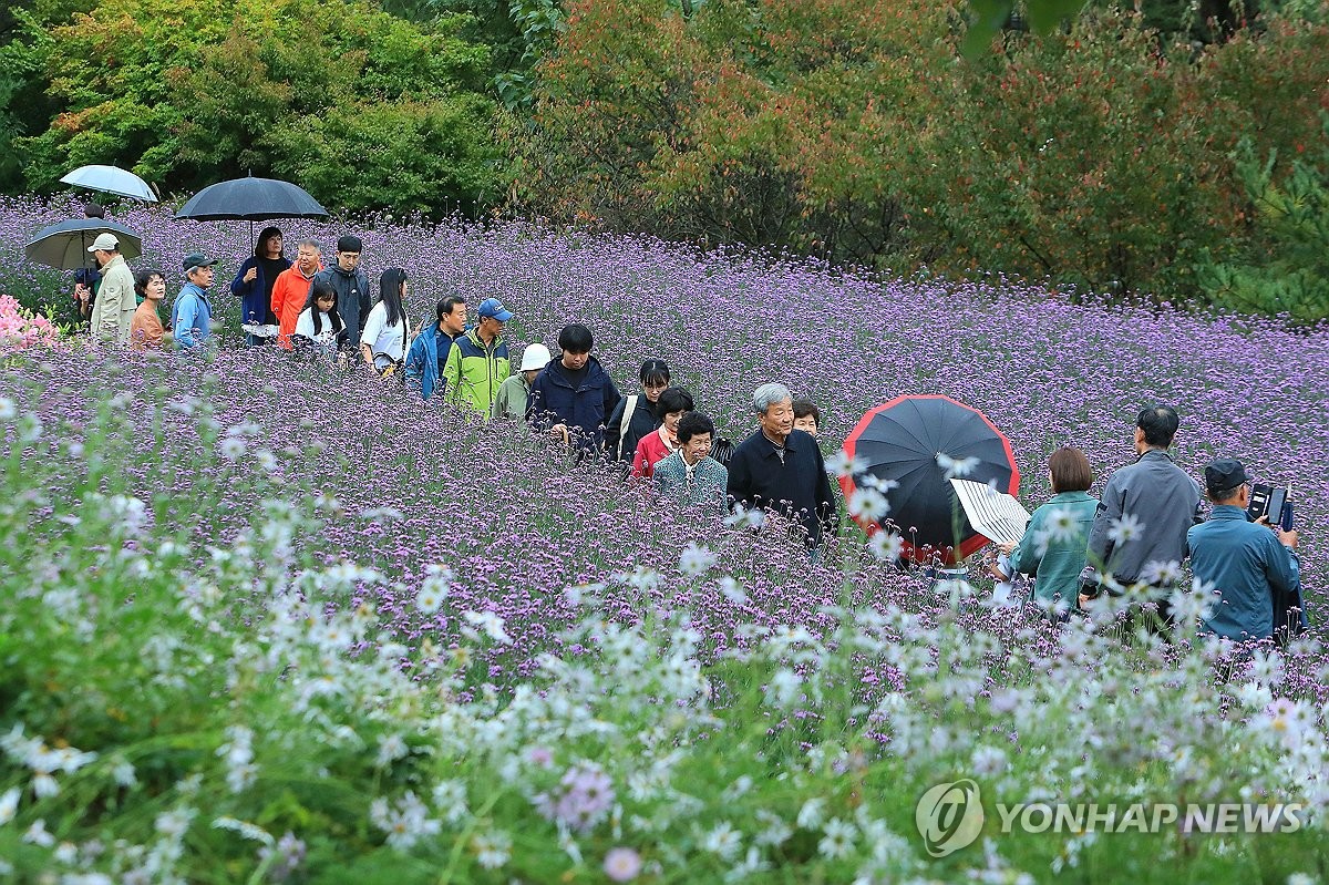흐린 날씨지만 인제 가을꽃 축제 인파는 북적