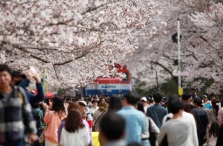 '가슴이 설렌다'…꽃향기 가득한 경남 봄축제 풍성