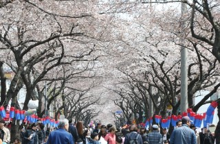 "꽃비 내리는 황홀한 장관" 제주왕벚꽃축제 29일 개막