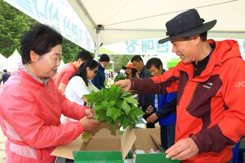 인제 '산나물·수리취떡·황태' 릴레이 출격…지역축제 잇따라