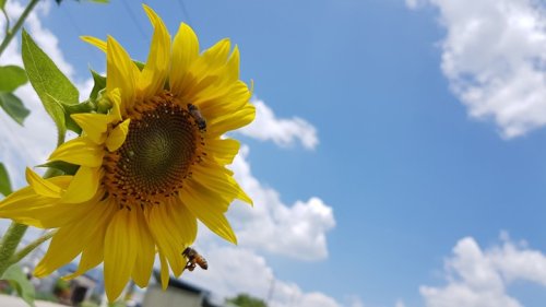 하늘과 바람과 벌과 해바라기