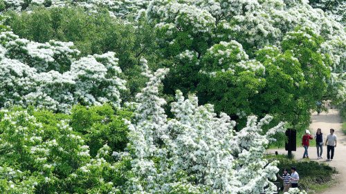 초여름 반기는 대구 이팝나무
